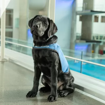 A black lab puppy service dog poses on a pool viewing deck